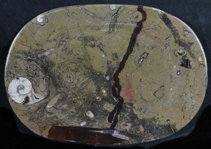 / Fossil Orthoceras & Goniatite Plate - Stoneware #58578